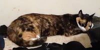 Skitzer (shy girl) - Photo 3