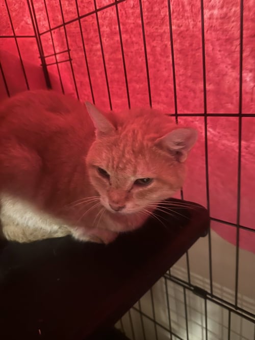 NARDI - Domestic Short Hair available for adoption