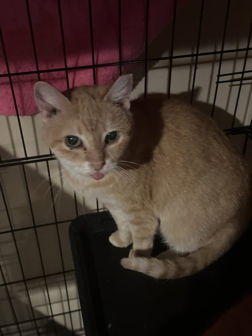 NARDI - Domestic Short Hair available for adoption