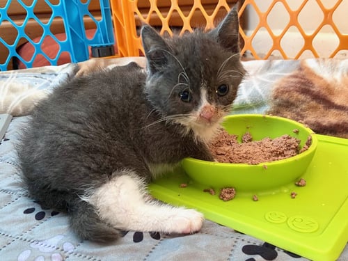 JENGA - Domestic Short Hair available for adoption
