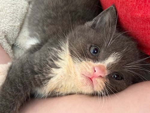JENGA - Domestic Short Hair available for adoption