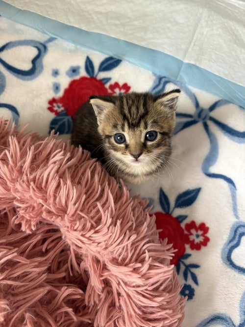 PICCADILLY (BONDED WITH JUBILEE) - Domestic Short Hair available for adoption