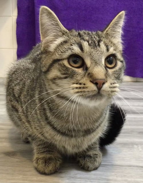 GOREME - Domestic Short Hair available for adoption