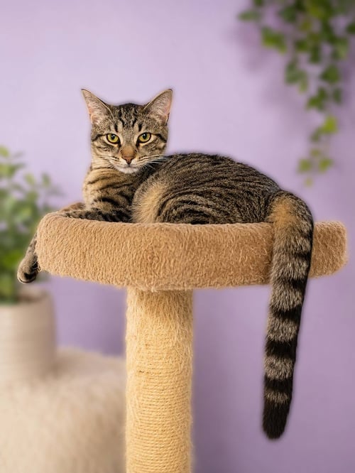 GOREME - Domestic Short Hair available for adoption