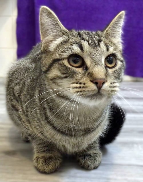 GOREME - Domestic Short Hair available for adoption