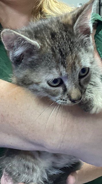 ZEDMORE - Domestic Short Hair available for adoption