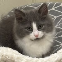 Juicy Love Dion (fluffy diva and she knows it) - Photo 1