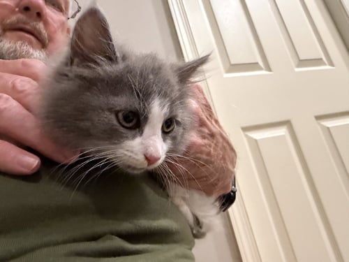 JUICY LOVE DION (FLUFFY DIVA AND SHE KNOWS IT) - Domestic Long Hair available for adoption
