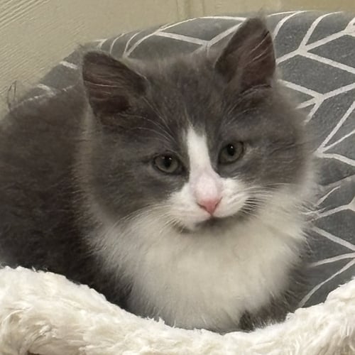 JUICY LOVE DION (FLUFFY DIVA AND SHE KNOWS IT) - Domestic Long Hair available for adoption