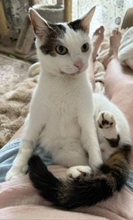 Bean - Photo 5