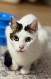 BEAN - Domestic Short Hair available for adoption
