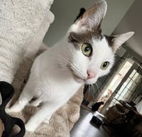 Bean - Photo 4