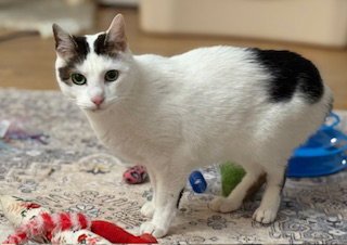 BEAN - Domestic Short Hair available for adoption