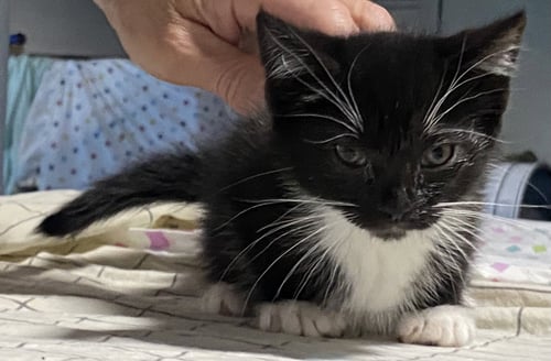 PIEROGIE - Domestic Short Hair available for adoption