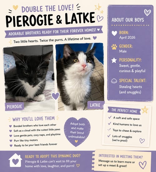 PIEROGIE - Domestic Short Hair available for adoption