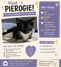 Pierogie - Photo 4