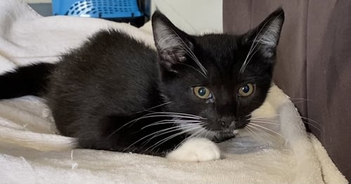 PIEROGIE - Domestic Short Hair available for adoption