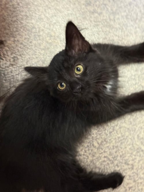 PUMPERNICKEL - Domestic Medium Hair available for adoption