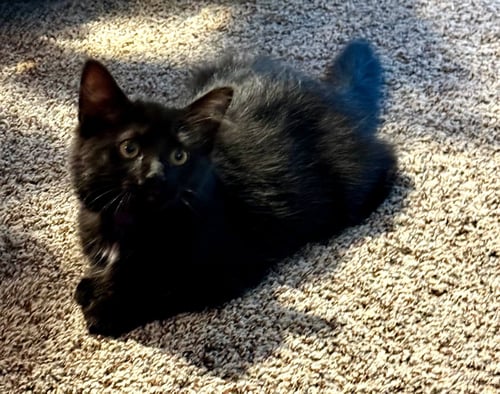 PUMPERNICKEL - Domestic Medium Hair available for adoption