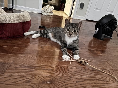 SQUEAKY - Domestic Short Hair available for adoption