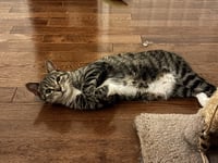 Squeaky - Photo 5