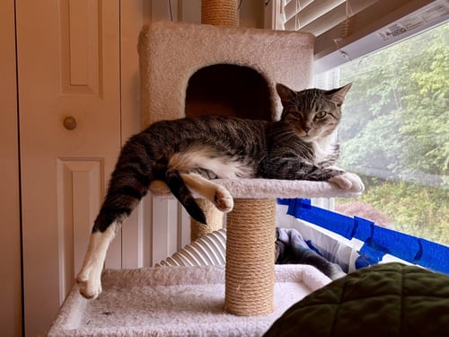 SQUEAKY - Domestic Short Hair available for adoption