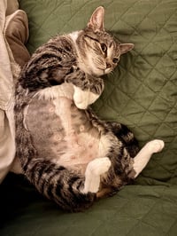 Squeaky - Photo 5