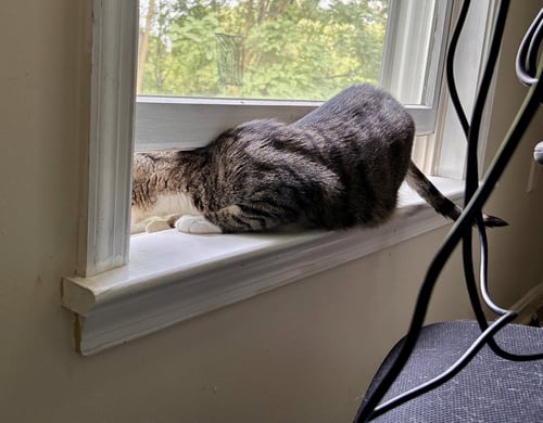 SQUEAKY - Domestic Short Hair available for adoption