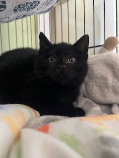 CUPCAKE - Domestic Short Hair available for adoption