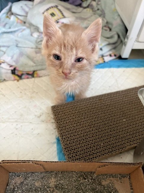 BIG BEN - Domestic Short Hair available for adoption