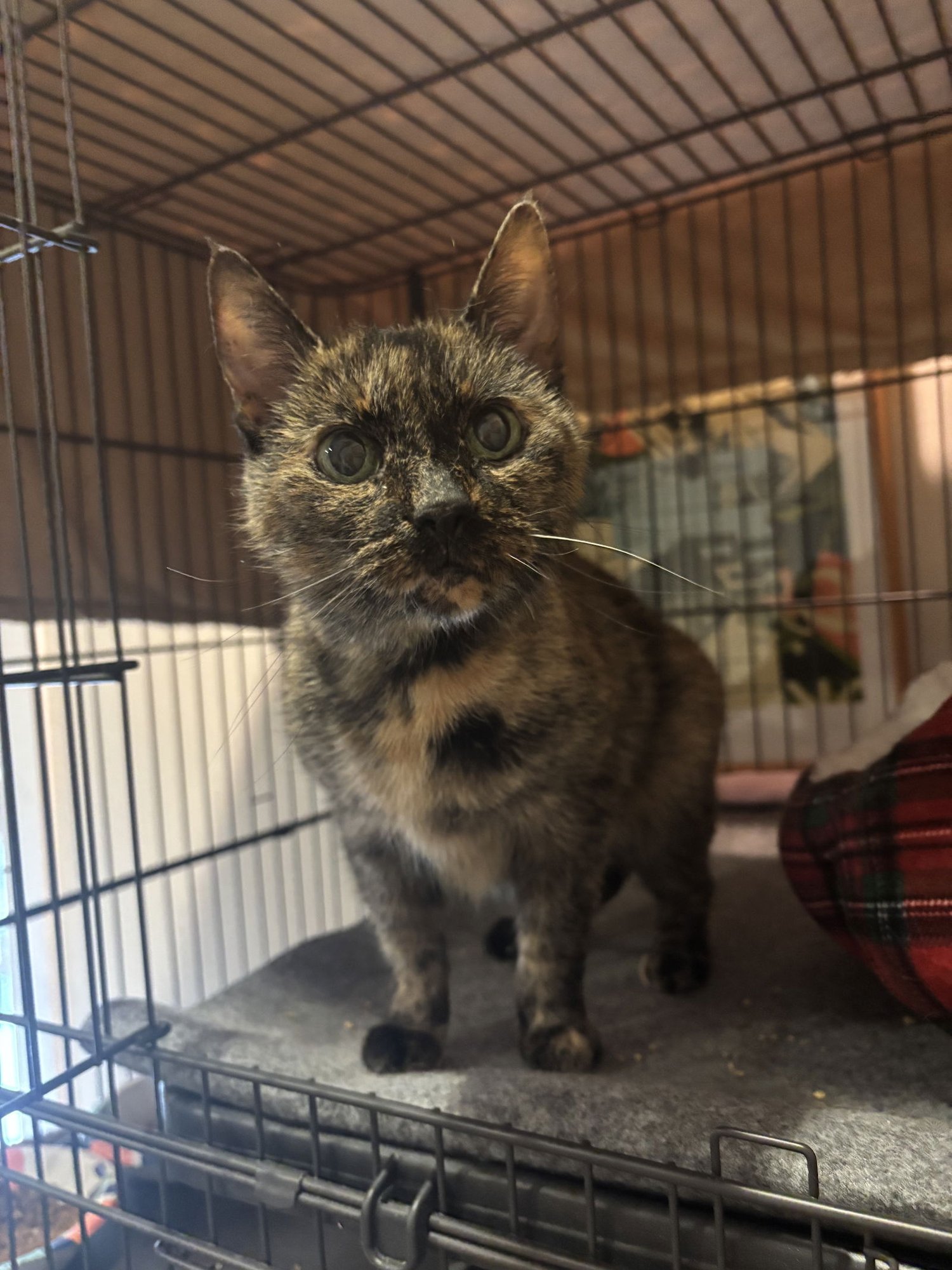 HAZEL - Domestic Short Hair available for adoption