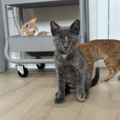 TAHINI - Domestic Short Hair available for adoption
