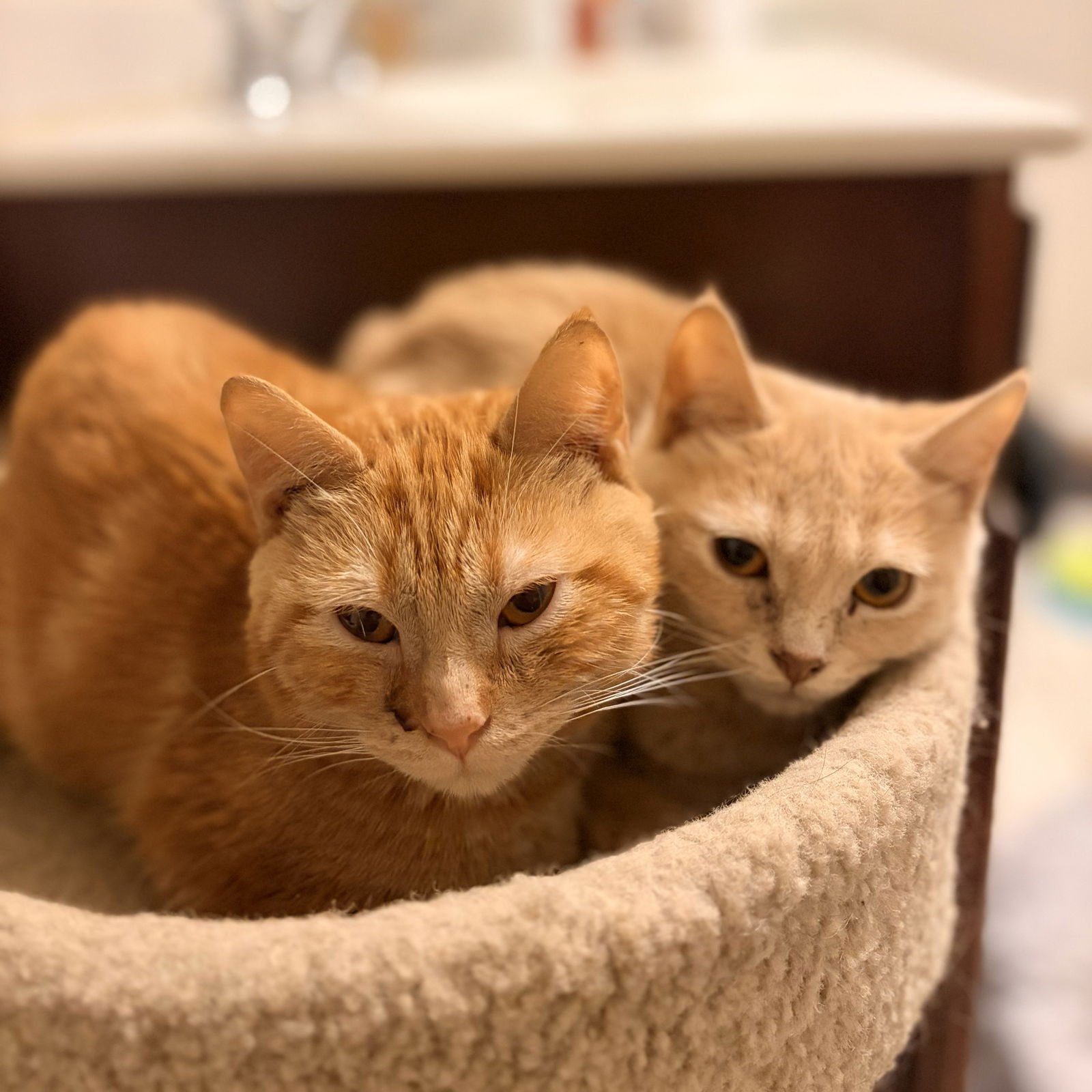 Krimpet (adopt with sister snack cake, Twinkie) - Photo 3