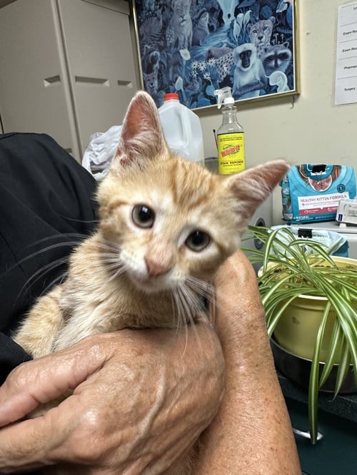 COPPER (BONDED WITH PENNY)