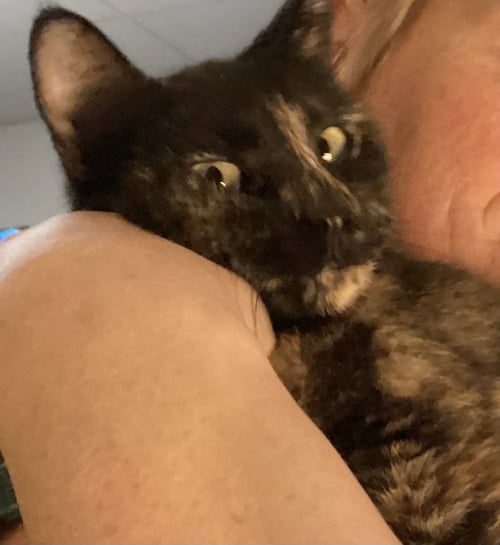 NEBULA - Domestic Short Hair available for adoption