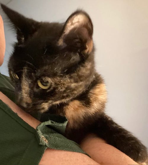 NEBULA - Domestic Short Hair available for adoption