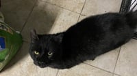 Oscar - Photo 5