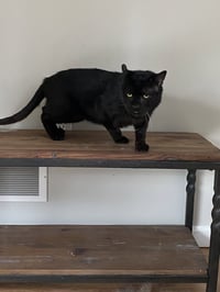 Oscar - Photo 6