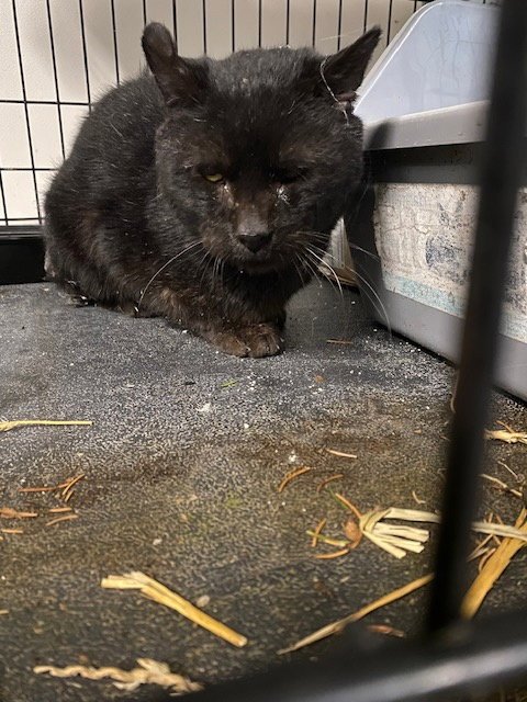 OSCAR - Domestic Short Hair available for adoption