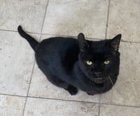 Oscar - Photo 8