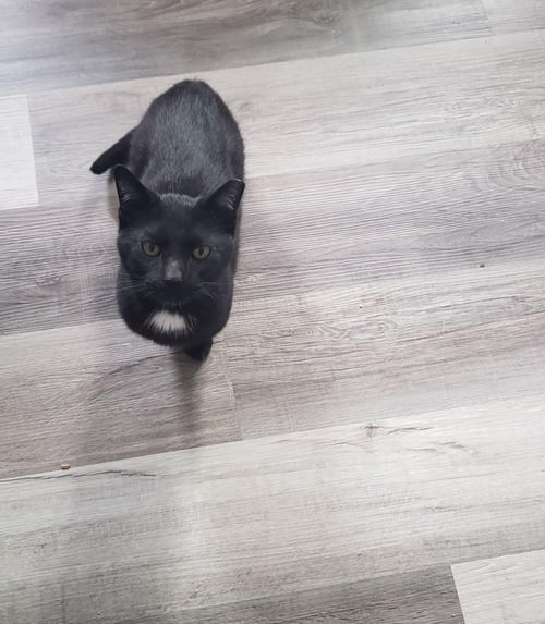 JETER - Domestic Short Hair available for adoption