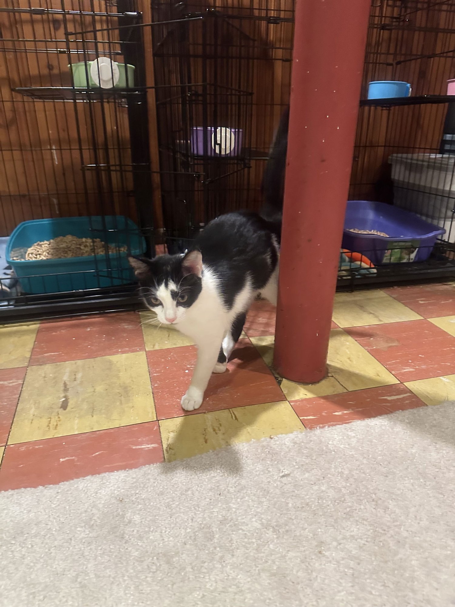 COOKIE - Domestic Short Hair available for adoption