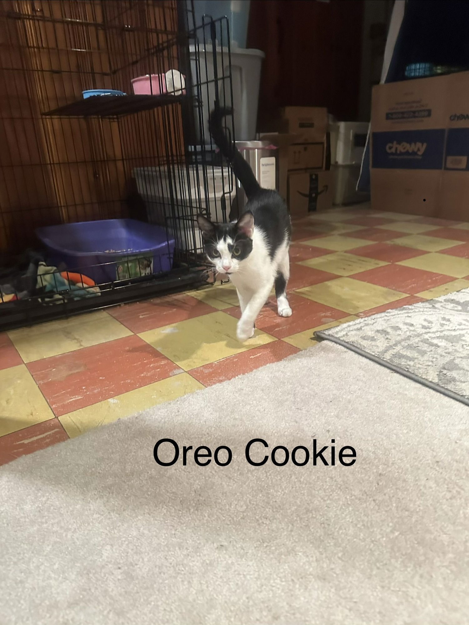 COOKIE - Domestic Short Hair available for adoption