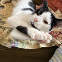 Opie “Praying Paws” - Photo 3