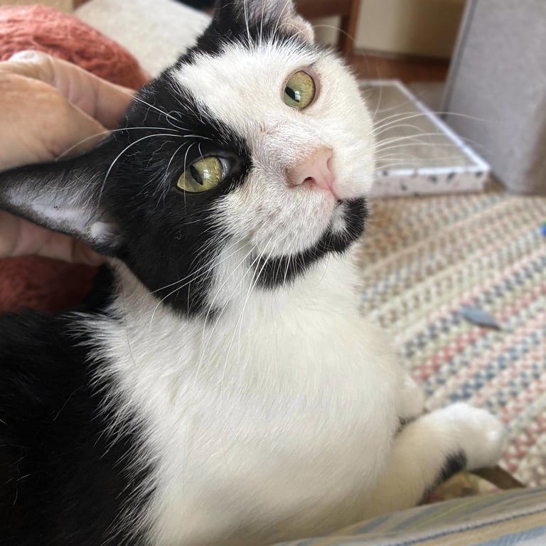 Opie “Praying Paws” Image