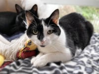 Opie “Praying Paws” - Photo 4