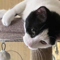 Opie “Praying Paws” - Photo 5