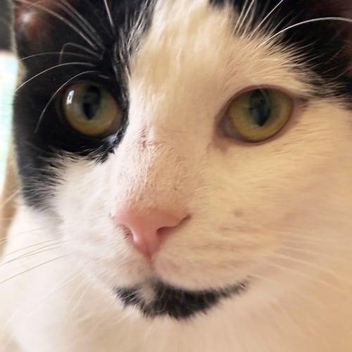 OPIE “PRAYING PAWS” - Domestic Short Hair available for adoption