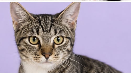 UBE - Domestic Short Hair available for adoption