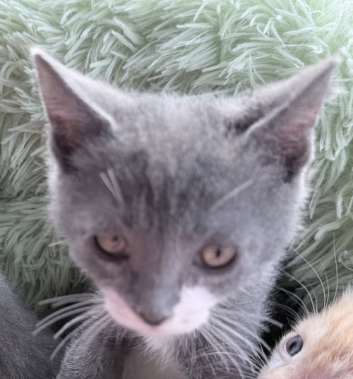 OLIVE - Domestic Short Hair available for adoption